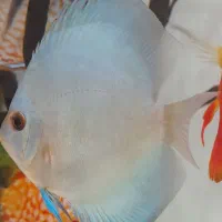 ماهی دیسکس ۲ عدد