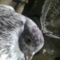 کبوتر تهرانی