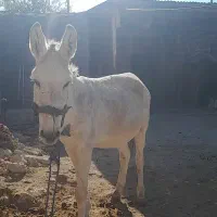 الاق سالم هم باریه و هم برای همراهی گله خوبه