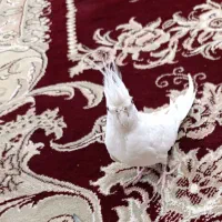 عروس هلندی