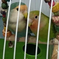 طوطی برزیلی