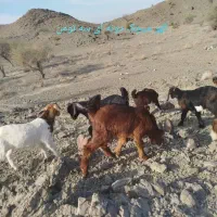 کهره شیر خوار