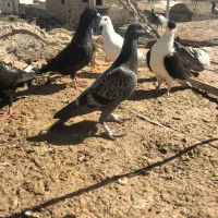 کفتر پرشی فروشی|پرنده|بیرجند, |دیوار