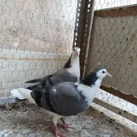 یکجفت نرو ماده با جوجه|پرنده|اصفهان, جاوان|دیوار