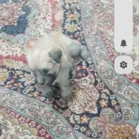 توله سگ میکس پودل