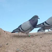 نر سبز مسافتی و نر تهرانی