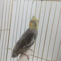 عروس هلندی|پرنده|بجنورد, |دیوار