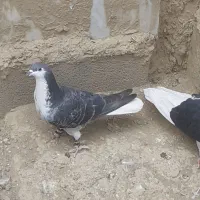 کبوتر دم سفید و پلاکی و سرخ و چادری