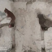 دوتا ماده معاوظه