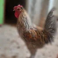 خروس ۴۰ تاج بالغ ۹ ماه