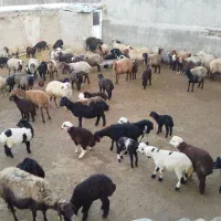 ۵۰ راس میش با بره و یه قوچ