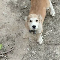 یک عدد توله سگ سرابی|سگ|اسفرورین, |دیوار