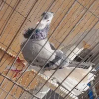 کفتر دمگیر ماده کاکلی|پرنده|اصفهان, شهرک کاوه|دیوار