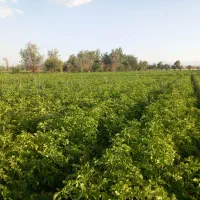 سیب زمینی کلمبا