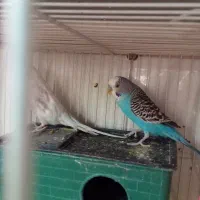 باسلام فروش یامعاوضه جفت مرغ عشق باجفت فنچ مولد|پرنده|بیرجند, |دیوار