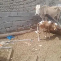 گوساله ماده