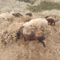 میش افشار