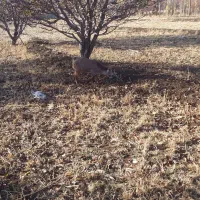 فروش  ۹عدد بز غاله نرو ماده