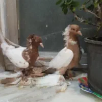 فروشی|پرنده|مرند, |دیوار