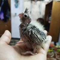 جوجه عروس هلندی سرلاکی