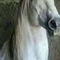 سلام اسب کورد درجه یکباشجره بزرگ