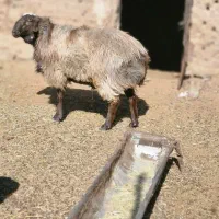 فروشی گوسفند