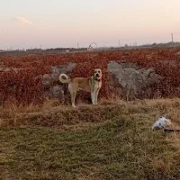 واگذاری سگ سرابی تاراز