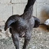 لاری اصل یک خروس و ۲ عدد مرغ درجه یک