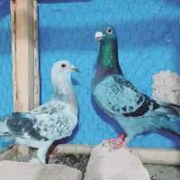 کفترا فروشی یک جفت پول لازم هستم