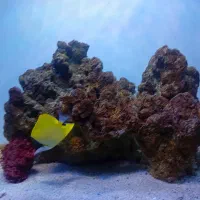 پروانه ماهی لانگنویز آبشور