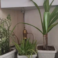 گل فروشی|گل و گیاه طبیعی|سقز, |دیوار