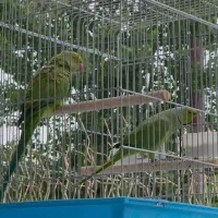 یک جفت ملنگو کارداده|پرنده|کرج, محمد آباد|دیوار