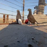 دم سفید