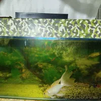 اکواریوم قدیمی خاص