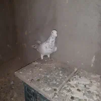 کبوتر فروشی