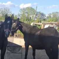 مادیان 8ساله میکروچیپ شده