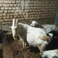 نر بز سانن|حیوانات مزرعه|فریدونشهر, |دیوار