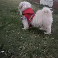 سگ شیتزو|سگ|زرند, |دیوار