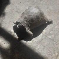 لاک