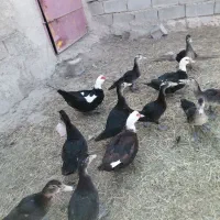 جوجه اردک اسراییلی