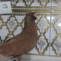 صرب نر|پرنده|مسجد سلیمان, |دیوار