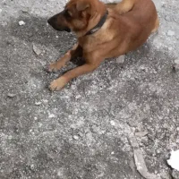 سگ گمشده حدود ۴ هفته