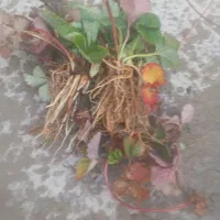 نشاەتوت فرنگی پاروس