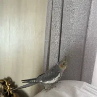 عروس هلندی ماده با سه تا جوجه ۵ ماهه|پرنده|ورامین, شهرک فجر|دیوار