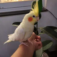 عروس هلندی لوتینو ماده|پرنده|رضوانشهر, |دیوار