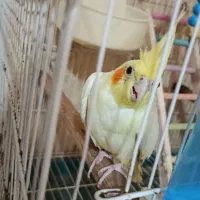 عروس هلندی 7ماهه نر