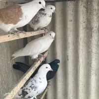 کبوتر پرشی یکجا|پرنده|دماوند, گیلاوند|دیوار