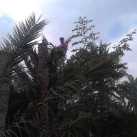 قطع و برش نخل درسراسر استان|خدمات باغبانی و درختکاری|بوشهر, |دیوار