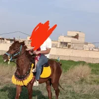 اسب عرب ایرانی|اسب و تجهیزات اسب‌سواری|مشهد, رسالت|دیوار