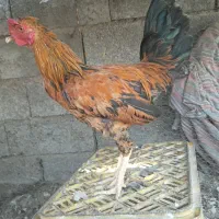 خروس